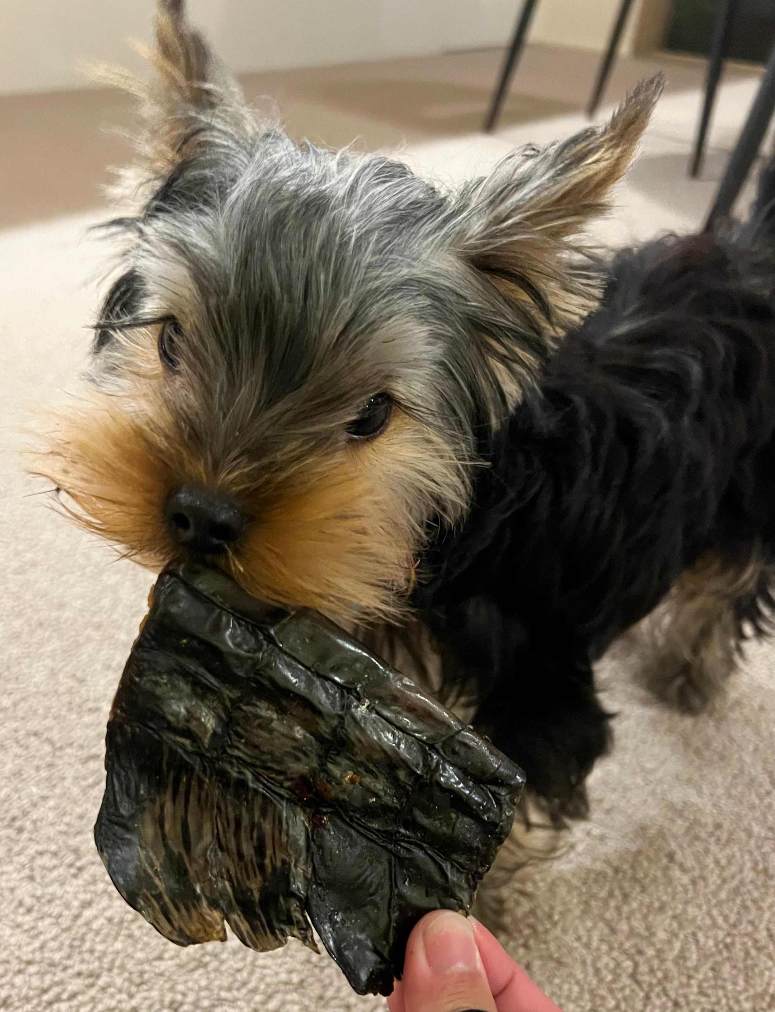 Crocodile Tail Pieces