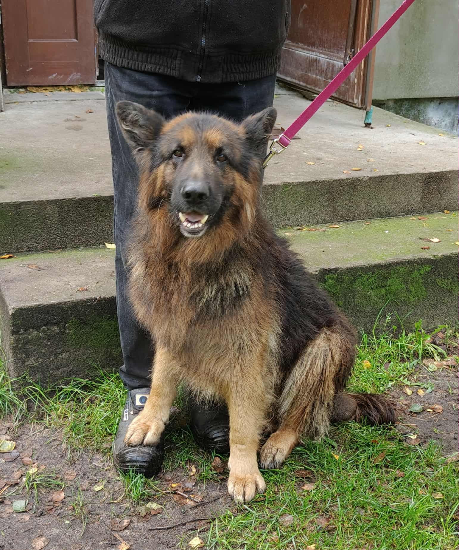 GB/16/8/25 Hagrid  - data przyjęcia - 15.09.2025