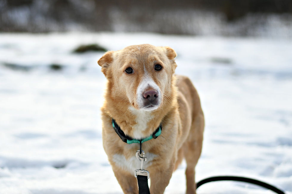 Miniatura: GW257/6/26 Fiona - data przyjęcia - 25.01.2026