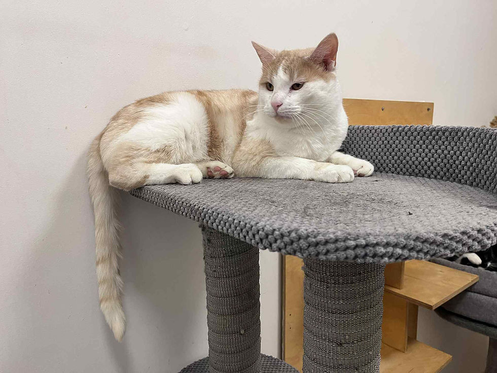 4751/143/25 SZAFRAN - data przyjęcia - 03.10.2025