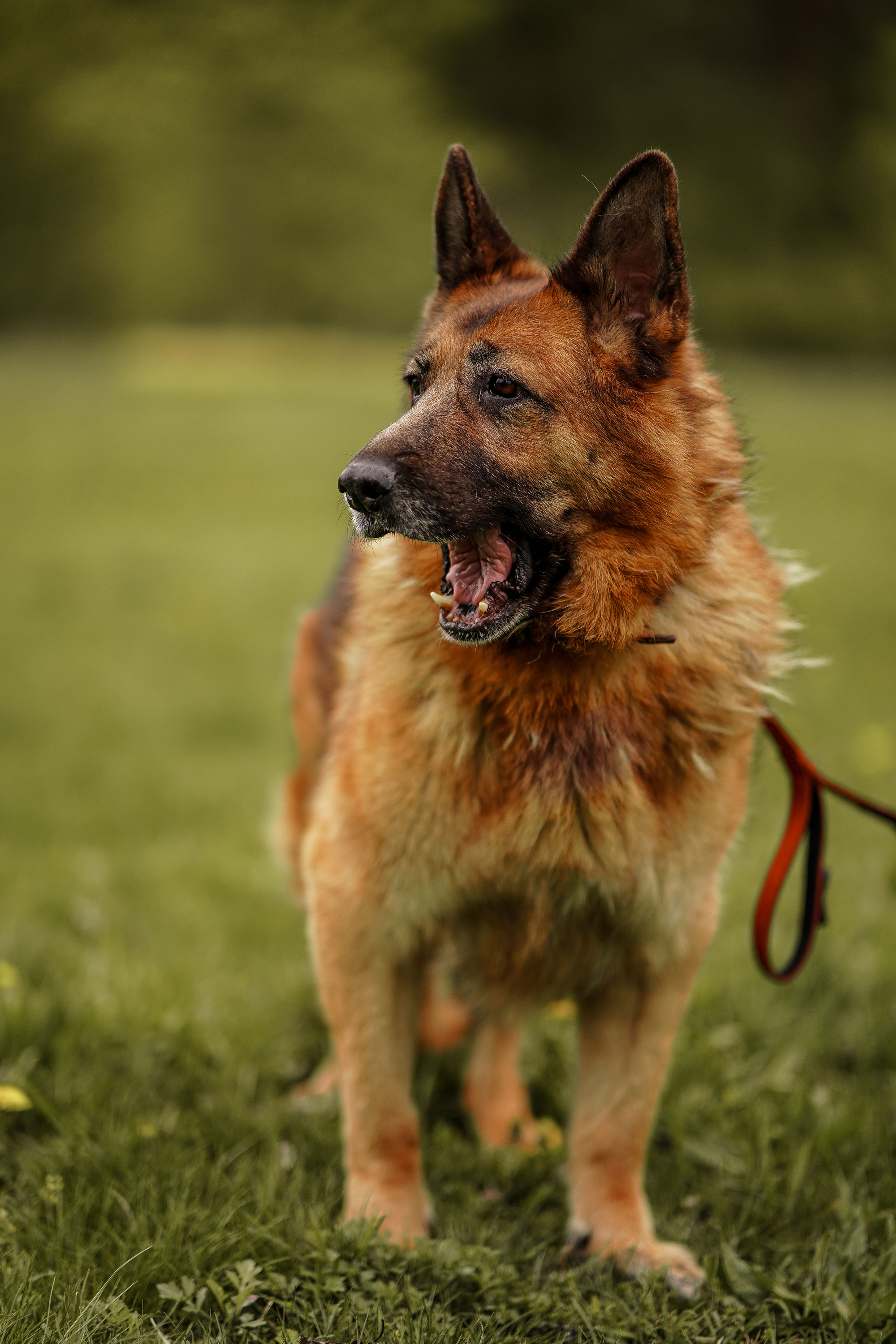 12113/284/21 Lejla  data przyjęcia – 21.11.2021