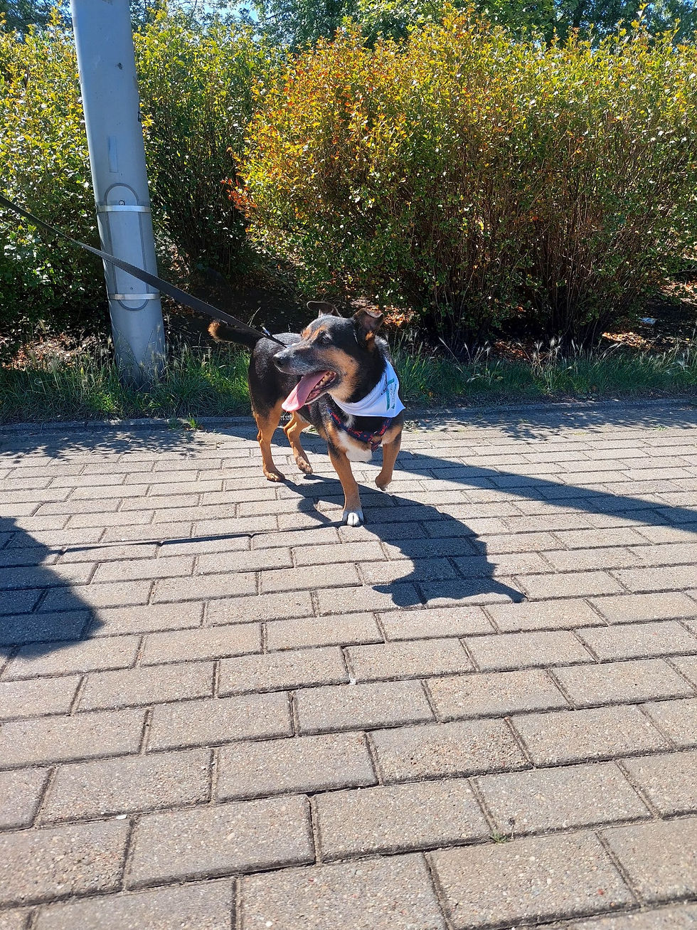 12581/81/23 Skotie - data przyjęcia – 03.04.2023