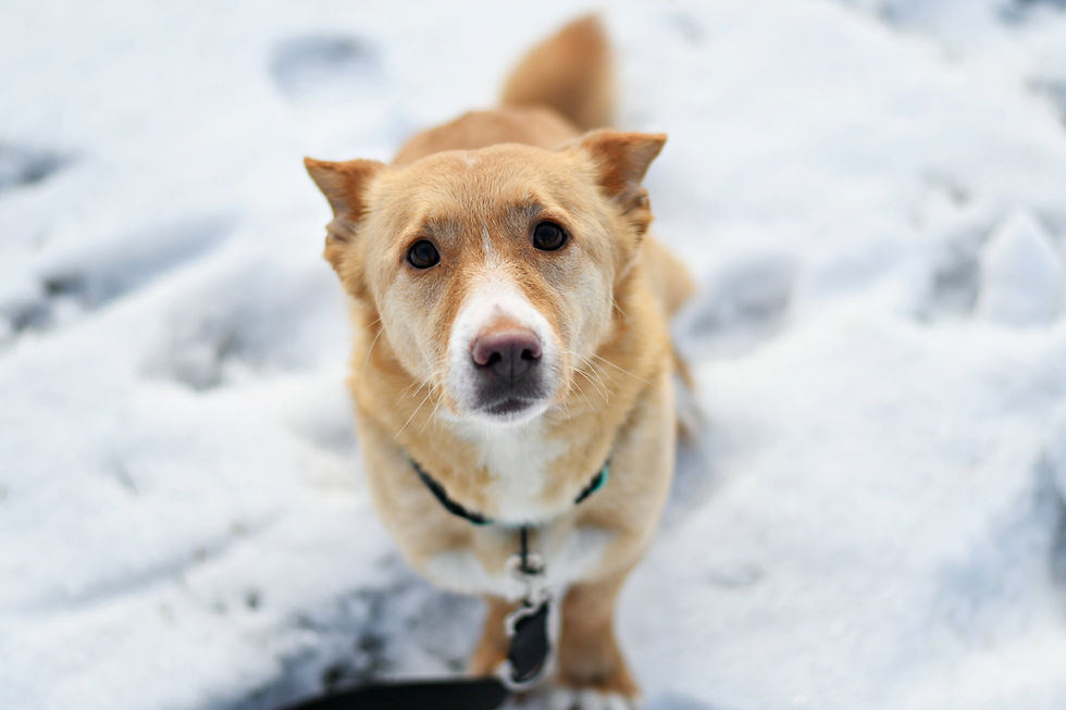 Miniatura: GW257/6/26 Fiona - data przyjęcia - 25.01.2026