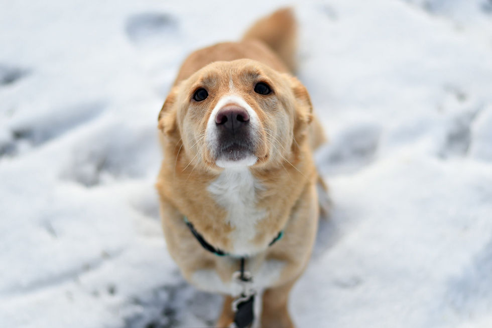 Miniatura: GW257/6/26 Fiona - data przyjęcia - 25.01.2026