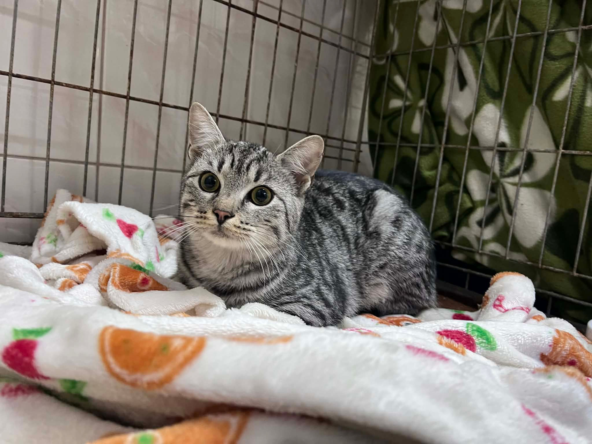 4802/18/26 - data przyjęcia - 7.03.2026