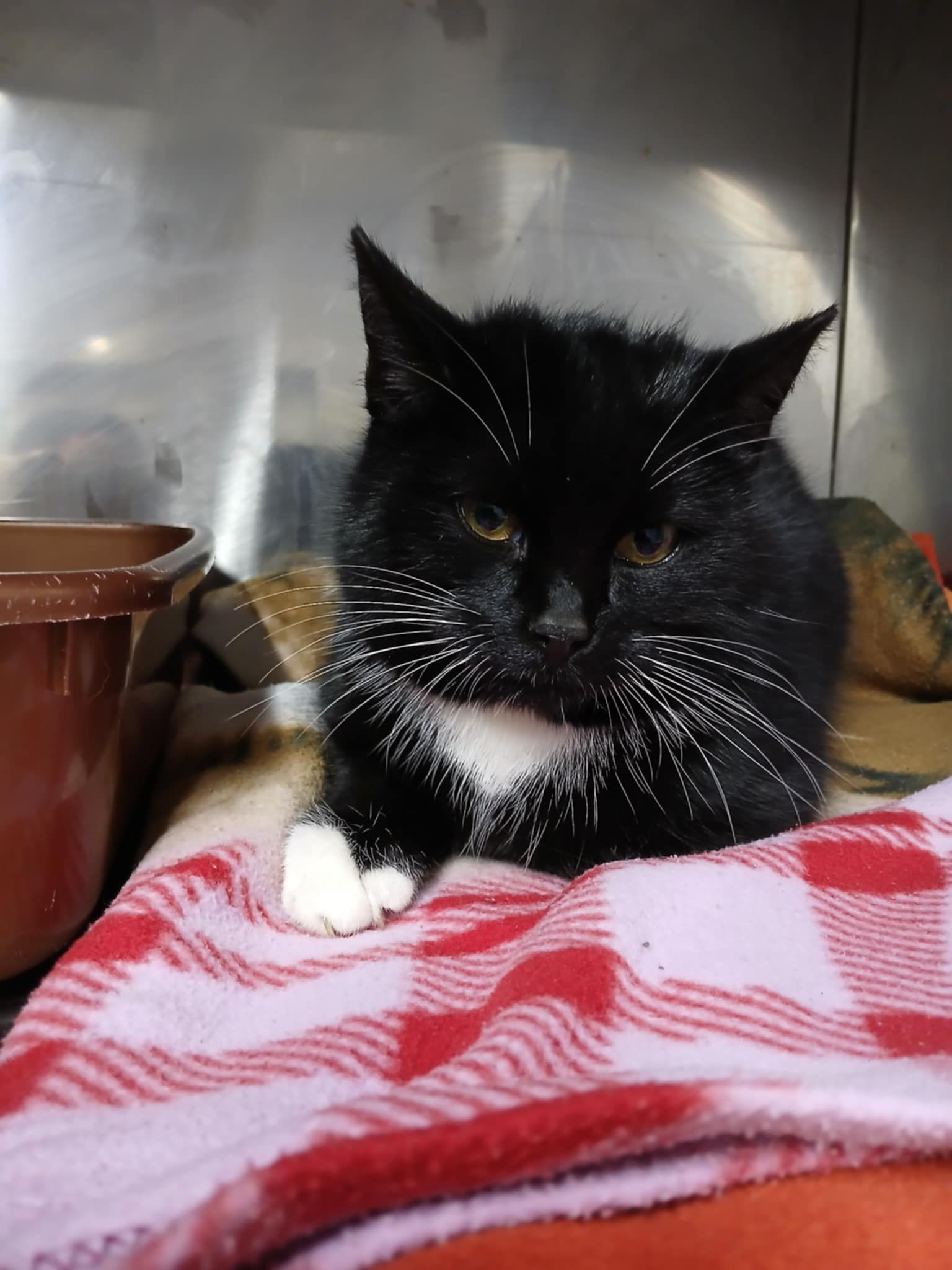 4778/170/25 Megafon  - data przyjęcia - 18.12.2025