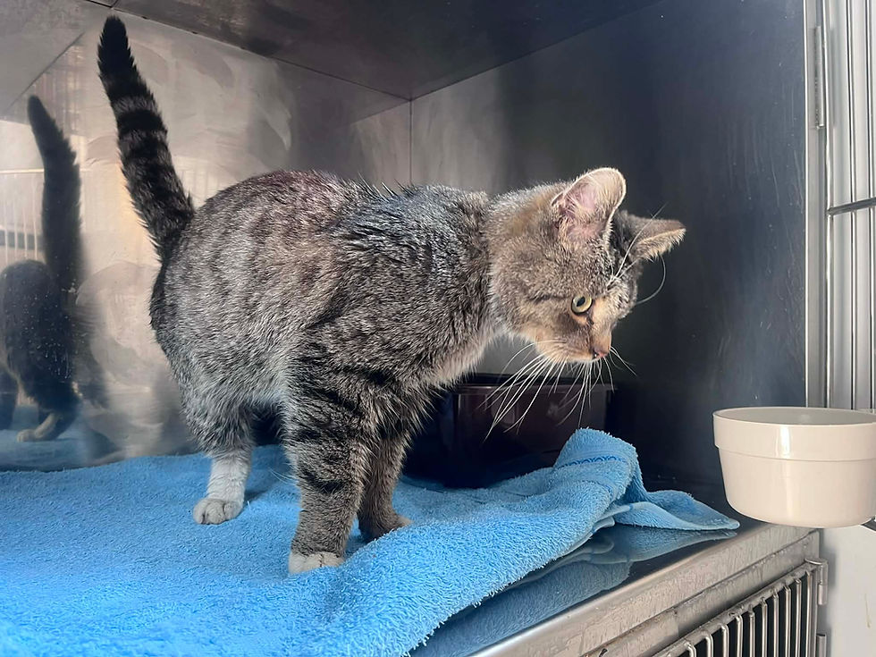 Miniatura: 4805/21/26 Helios  - data przyjęcia - 18.03.2026