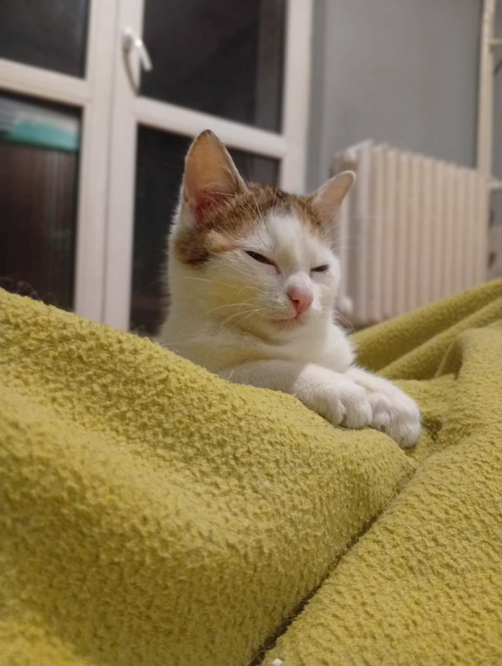 Miniatura: 4776/168/25 Diona  - data przyjęcia - 13.12.2025 przebywa w domu tymczasowym