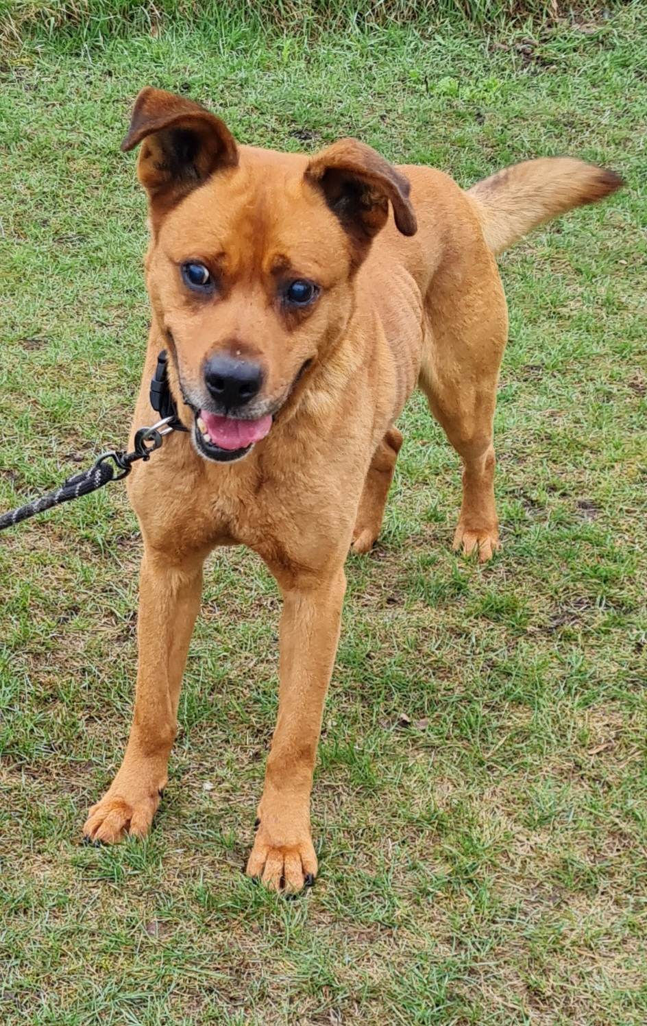 Miniatura: GW/175/6/23 Marlon - data przyjęcia – 25.03.2023