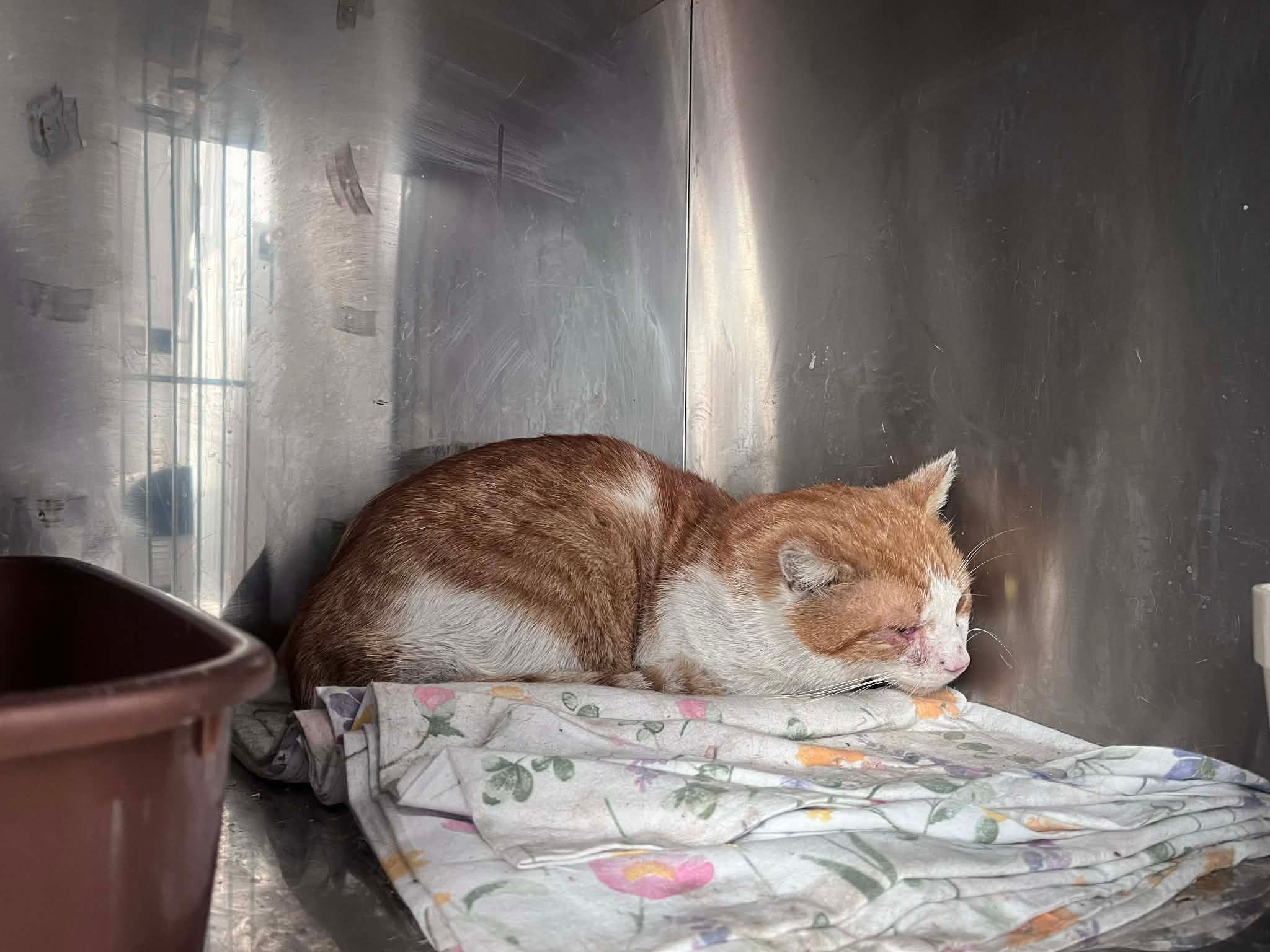 4809/25/26 -  data przyjęcia - 28.03.2026