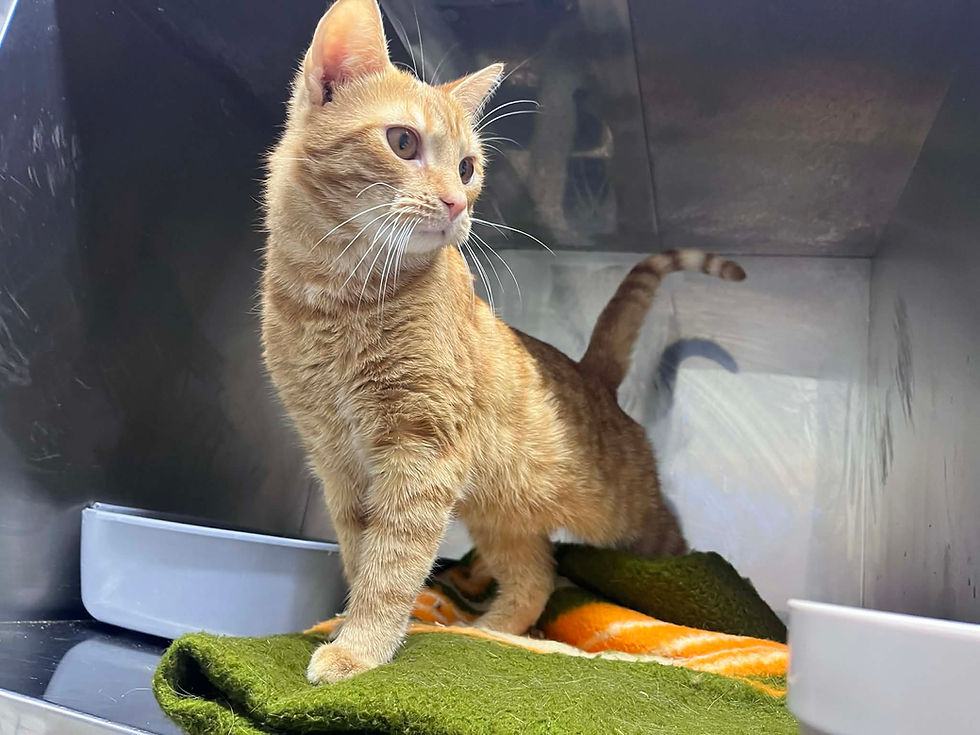 Miniatura: 4790/6/26 Jaspis  - data przyjęcia - 02.02.2026