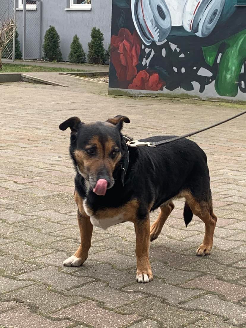 Miniatura: 12581/81/23  Skotie - data przyjęcia – 03.04.2023