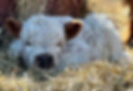 IMG_5071.jpeg