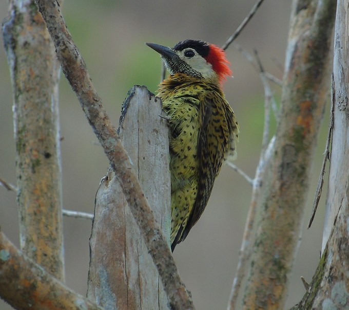 Aves de Panamá