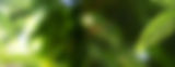 copy-space-with-closeup-nature-view-green-leaf-frame-blurred-greenery-background-min.jpg
