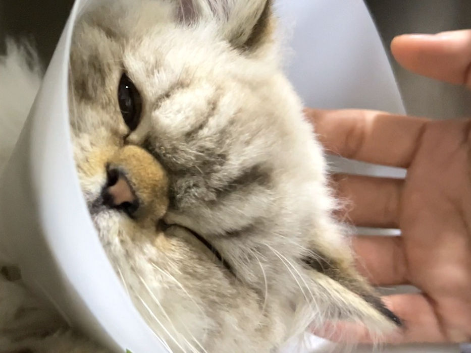 Cat and Dog Spay / Castration / Neutering - JVC Express Veterinary Clinic