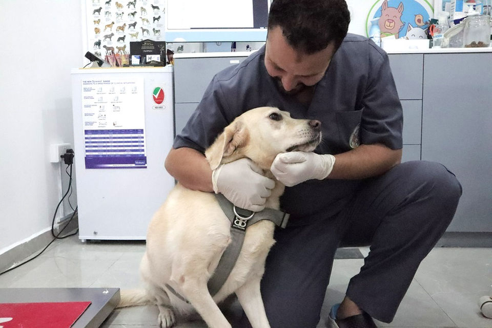 JVC Express Veterinary Clinic