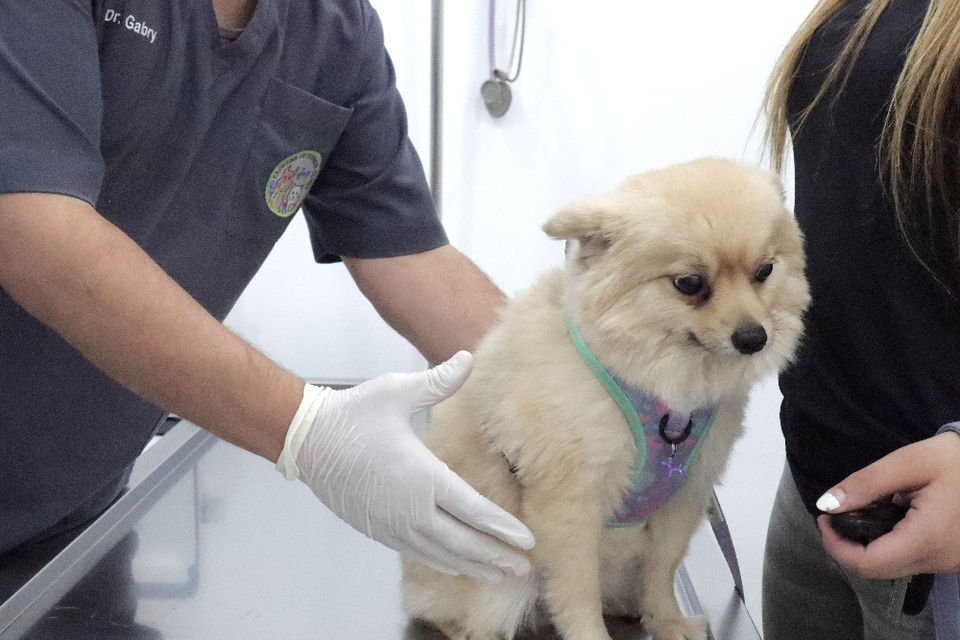 Cat and Dog Spay / Castration / Neutering - JVC Express Veterinary Clinic