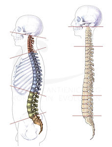 WS aufgerichtet und mit Kyphose und Lordose.jpg