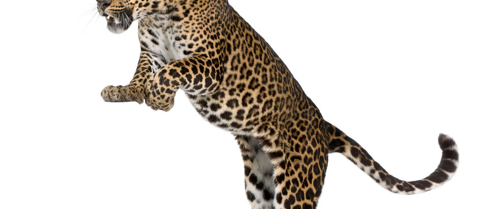 Leopard Skin-Tough Cookie To Crack