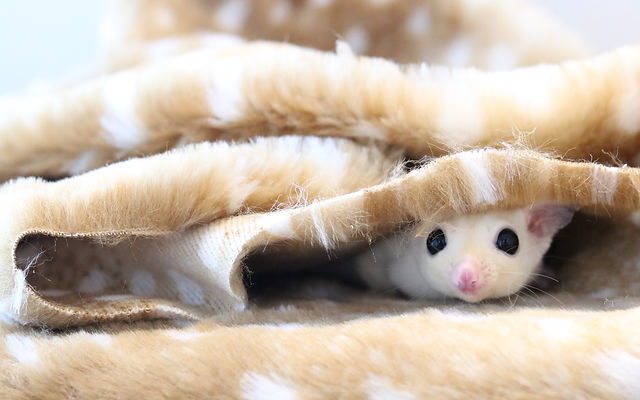 ふくもも BLOG | 福momo