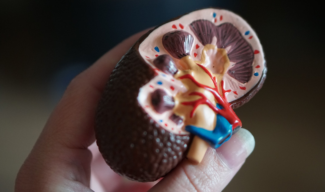 kidney scale model in hand_edited.jpg