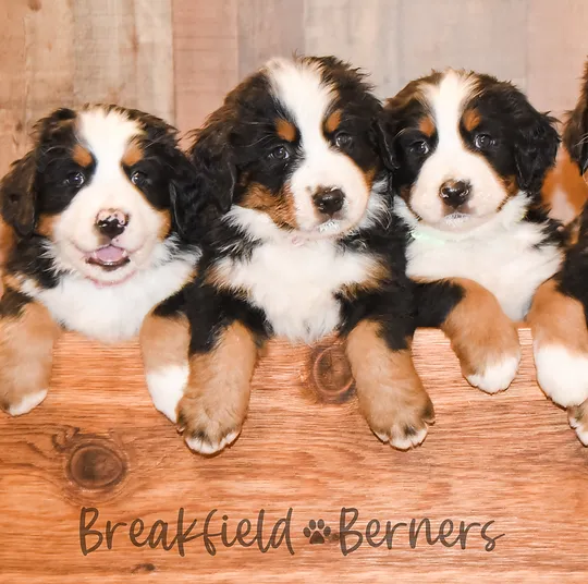 Bernese Mountain Dog Breeder Txbernesemountaindogs Com Lubbock Tx
