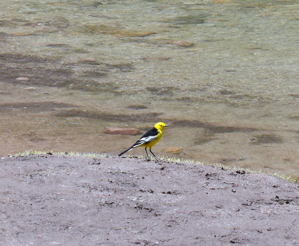 beautiful bird in yellow and black (Common iora bird may be) in Chandratal