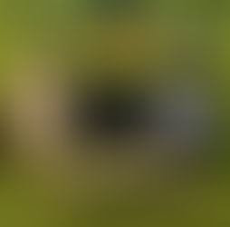 פעילות ODT גשר נסתר