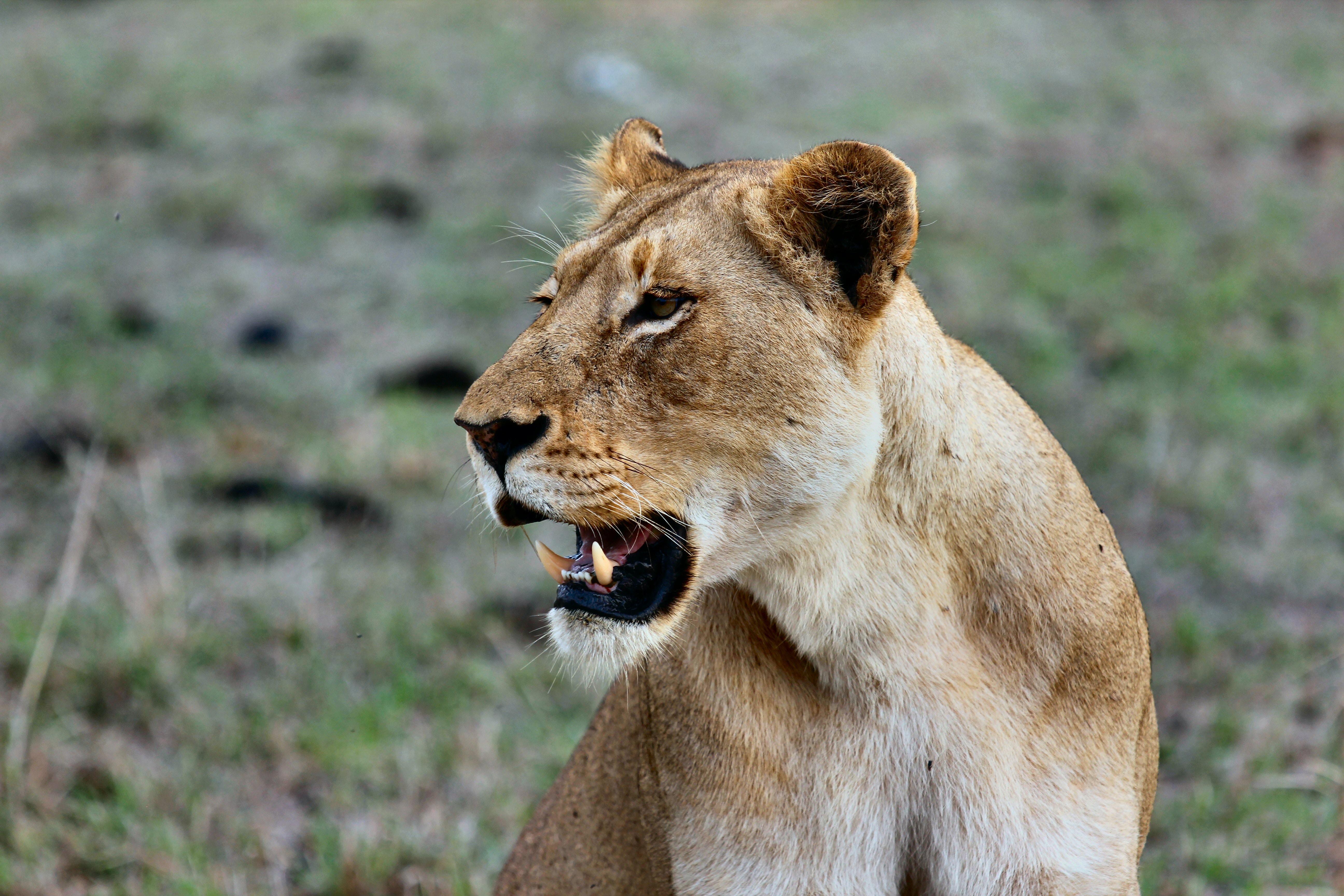 Lion Conservation in 3 minutes!