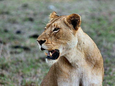 Lioness