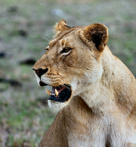 Lioness