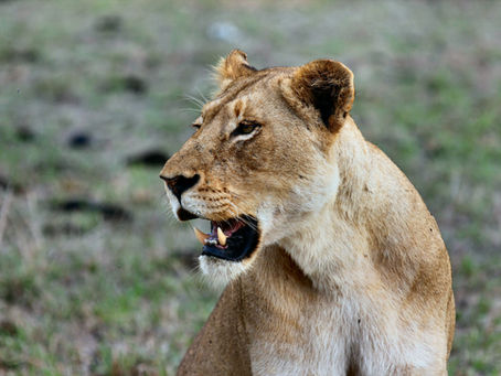 It’s Time to Stop Arresting Wildlife Poachers