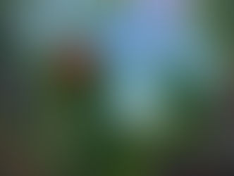 Palace - 'Life After' Album Review