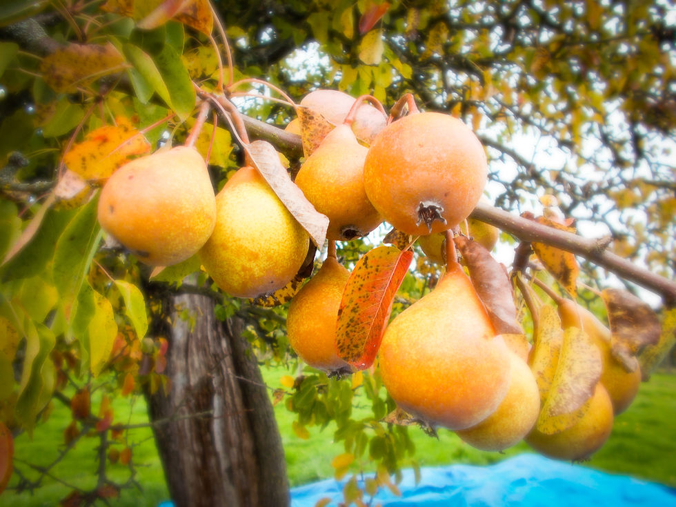 Pears and apples! 006_edited.jpg