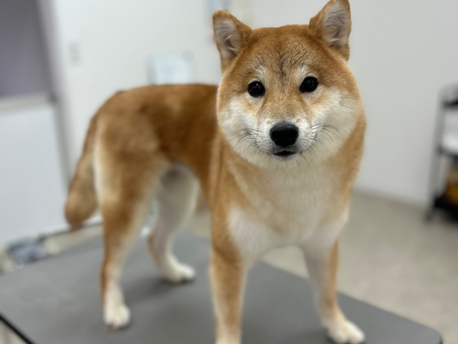 シャンプーコース🫧