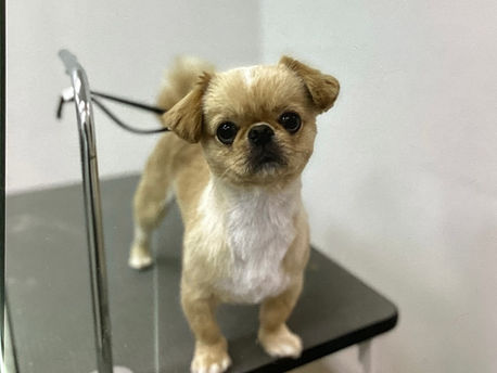 カットAコース⭐️