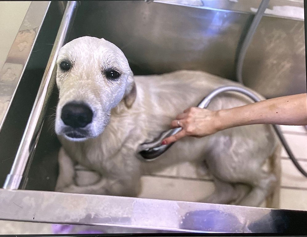 大型犬ちゃんシャンプー🐶