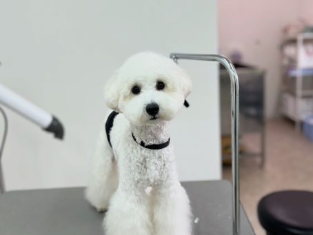 カットBコース♡