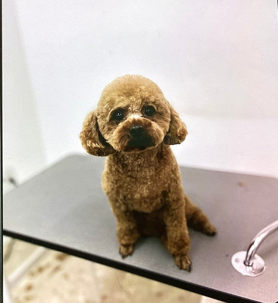 カットAコース✂️