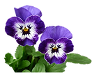 pansies tx 1.png