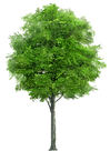 tree tx_edited.png