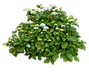 shrub 1_edited.png