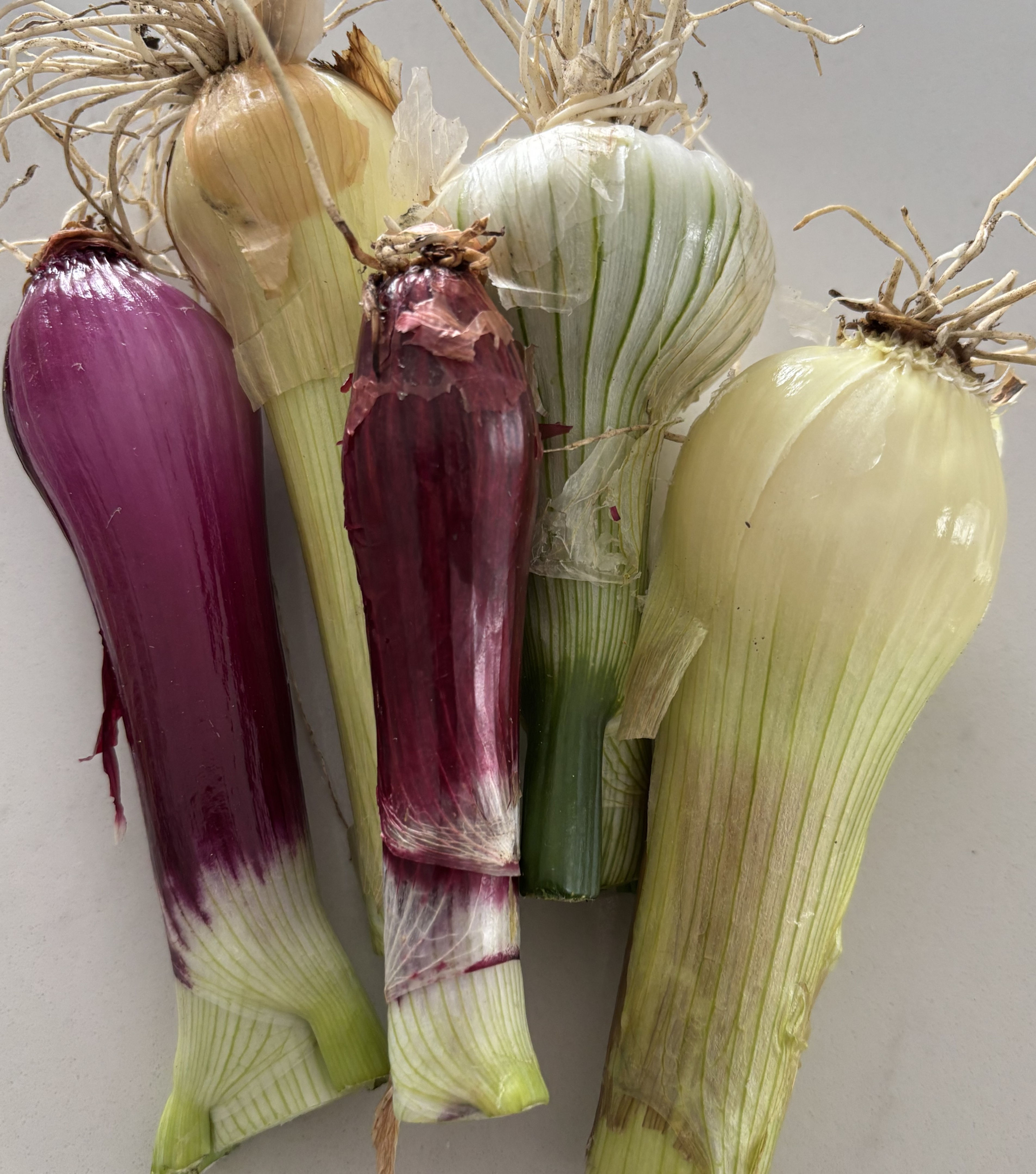 Mixed Bulbing Onions
