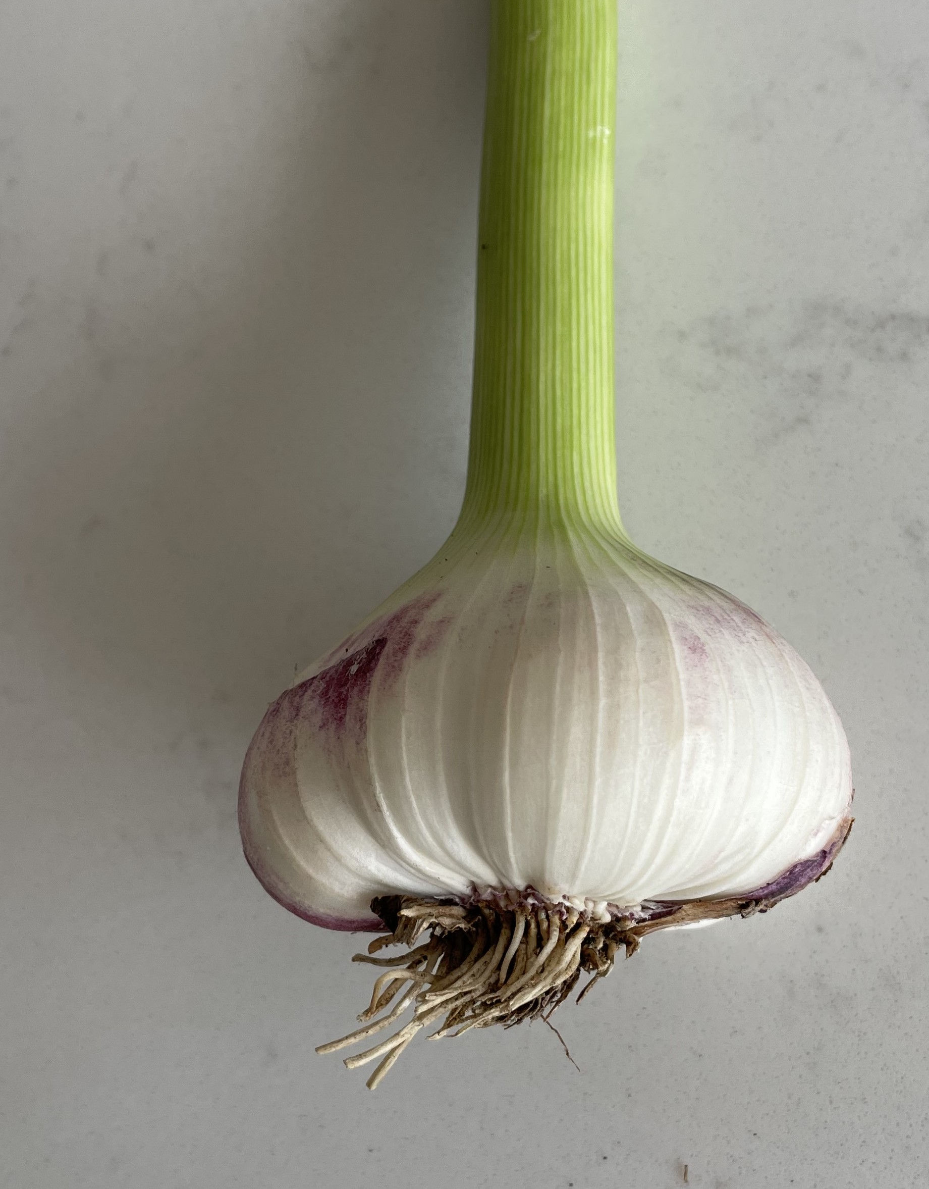 Fresh Garlic