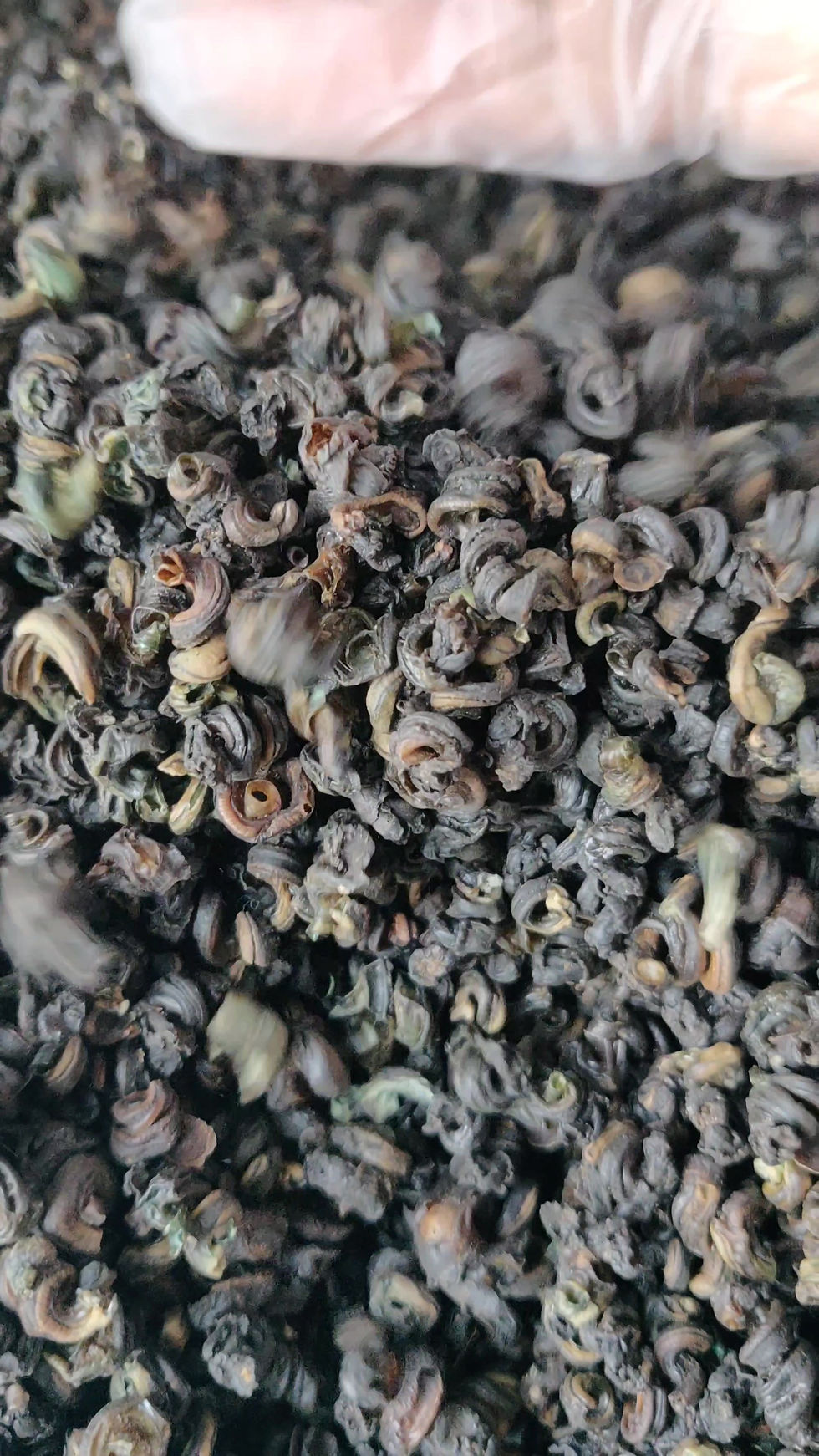 Thumbnail: Roasted Dried Periwinkle (aka Isam)