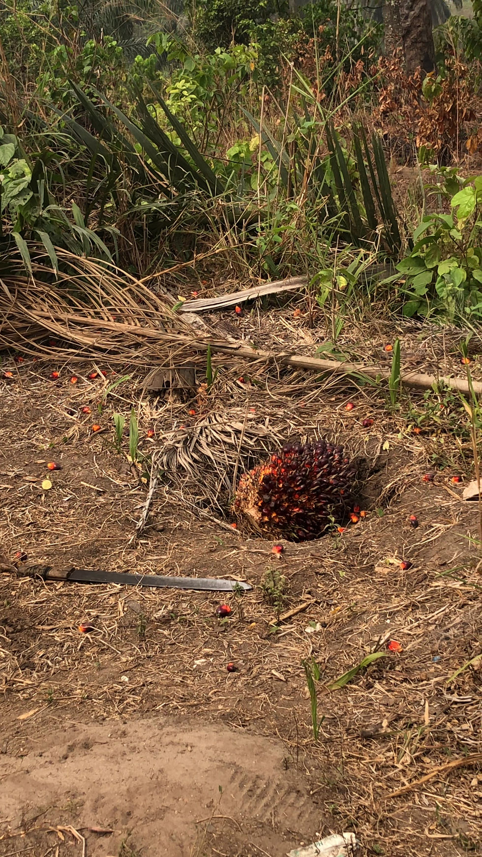 Thumbnail: Fresh Ngu (Burnt Palm Fruit Stalk) - Rare Find