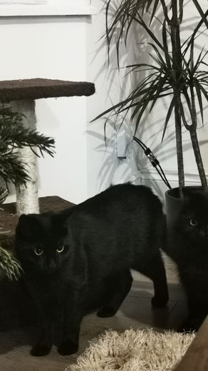 Why choose pet sitting?