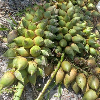coco piaçava 02.jpg