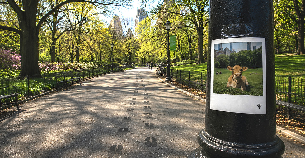Central Park-Polaroid.jpg